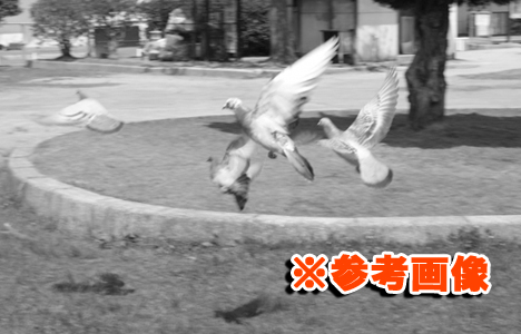 鳩
