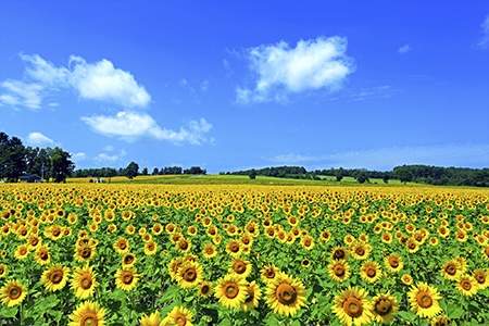 「北海道」