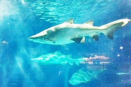 「アクアワールド茨城県大洗水族館」