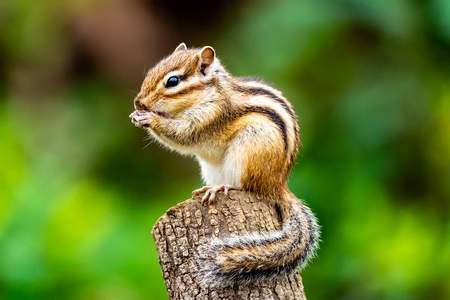 「シマリス」