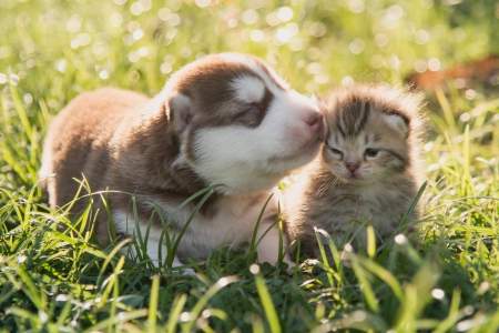 「小さな子犬・子猫がひたすらゴロゴロ」