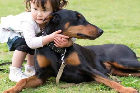 「赤ちゃんになすがままにされる大型犬」