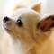 一番好きな犬種ランキング