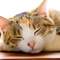 一番好きな猫の柄ランキング