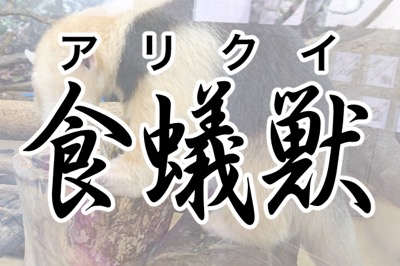 すべての美しい花の画像 綺麗な動物 漢字 一文字 かっこいい