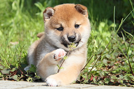 結局一番かわいい犬種ランキングtop56 Gooランキング