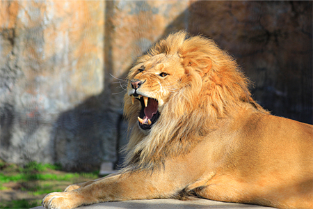 一度は行ってみたい全国の動物園ランキング！3位「アドベンチャーワールド」、2位「多摩動物公園」、1位は…【2024年最新調査】