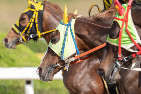 センスありすぎて面白い競走馬の名前ランキング！3位 オニャンコポン、2位 オオタニサーン、気になる1位は…